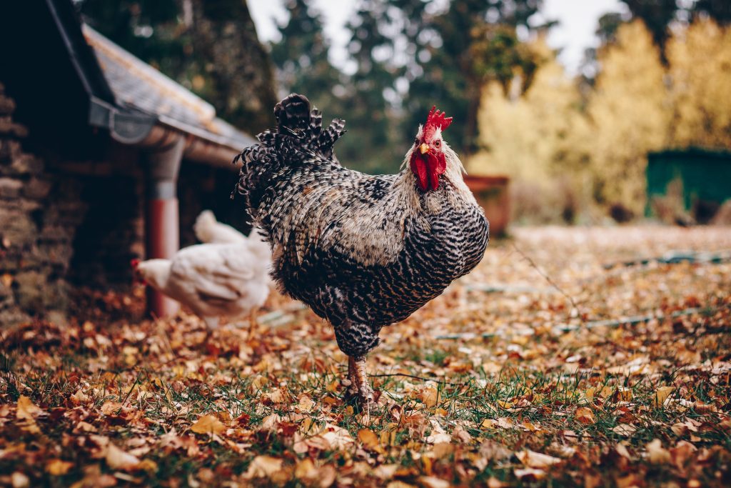 How Having Chickens Saves Us Money